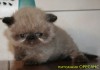 Фото Экзотический котик (плюшевый перс) сил-поинт