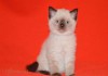 Фото Элитные чистокровные шотландские котята редкого окраса.