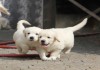 Фото Шикарные щенки голден ретривера от суперчемпионов