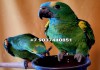 Фото Синелобый амазон (Amazona aestiva aestiva) ручные птенцы из питомника.