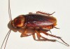 Фото Клопы, тараканы, блохи, муравьи - как вывести.