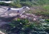 Фото Алабай, плюшевый щенок