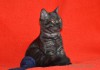 Фото Чистокровный шикарный шотландский котик дымного окраса.