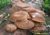Выращивание грибов шиитаке!