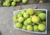 Фото Маклюра плоды (адамово яблоко), готовая настойка
