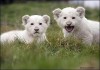 Фото Белый лев, львенок купить можно у нас