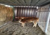 Фото Купить Зебу карликовую корову можно у нас. Продадим Зебу карликовую корову.