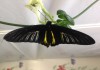Фото Выставка живых тропических бабочек в Парке бабочек В Тропиках