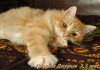 Фото Сибирские котята из питомника