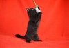 Клубный чистокровный шотландский котенок черного окраса.