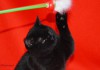 Фото Клубный чистокровный шотландский котенок черного окраса.