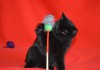 Фото Клубный чистокровный шотландский котенок черного окраса.