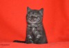 Элитная плюшевая шотландская котенок-девочка дымного окраса.