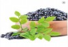 Aronia berry extract – профилактика купероза, 10 мл
