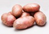 Фото Чистый семенной картофель