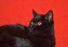 Фото В добрые руки шотландские кошечки черного окраса.