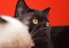 Фото В добрые руки шотландские кошечки черного окраса.