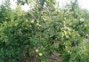 Фото В продаже плодоносящий яблоневый сад в Крыму 4,8 Га