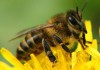 Фото Пчелы, пчелопакеты, пчелосемьи, отводкиПчелы, отводки, пчелопакеты, пчелосемьи в 16-рамочных утеплён