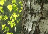 Фото Обрезка плодовых деревьев, расчистка и благоустройство участков, обработка от клещей, покос травы.
