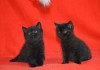 Клубные шотландские черные котята.