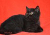 Фото Клубные шотландские черные котята.