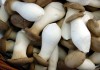 Фото Семена грибов эринги (королевская вешенка)