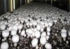 Фото Семена шампиньонов на 300 кг грибов!