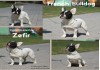 Фото Французского бульдога подрощенный щенок