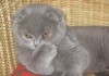 Фото Клубный голубой котик питомника "sweettoy"