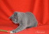 Фото Чистокровные клубные шотландские котята-богатыри голубого окраса..