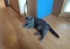 Фото Британские котята лиловые, голубые, черные.