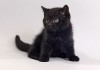 Фото Британские котята лиловые, голубые, черные.