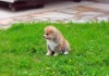 Фото Продается чудный щенок Акиты. Девочка Алиса - 1,5 мес.