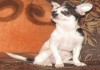 Фото Чихуа хуа девочка щенок продается