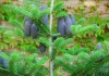 Фото Хвойные деревья: кедр, ель голубая, сосна