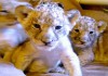 Фото Продам Льва, львенка, Лев купить можно у нас