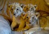 Фото Продам Льва, львенка, Лев купить можно у нас