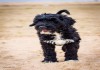 Фото Португальская Водяная собака.