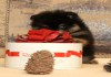 Фото Померанского шпица щенки