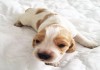 Фото Продаются щенки Русского охотничьего спаниеля с родословной