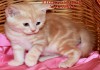 Британские котята красный мрамор из VIVIAN.