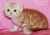 Фото Британские котята красный мрамор из VIVIAN.