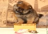 Фото Померанского цвергшпица щенки