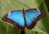 Экзотические Живые Бабочки из Африки