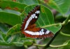 Яркие Живые Бабочки из Филиппин