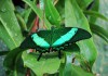 Фото Экзотические Живые Бабочки из Амазонки