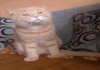 Фото Вязка с шотландским котом. Шотландец