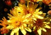 Фото Продаём черенки, саженцы хризантемы.