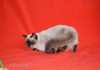 Фото Шотландские чистокровные котята окраса сил-поинт.